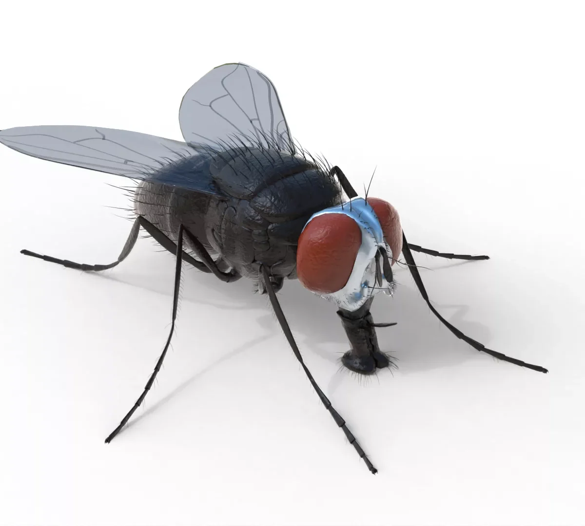 Fly 3D Model